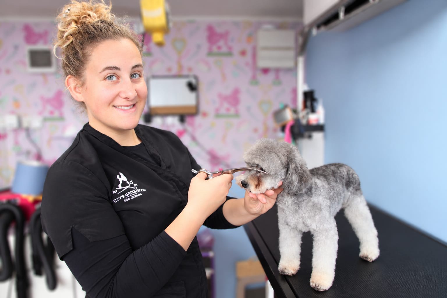 The founder scissoring a grey poodle